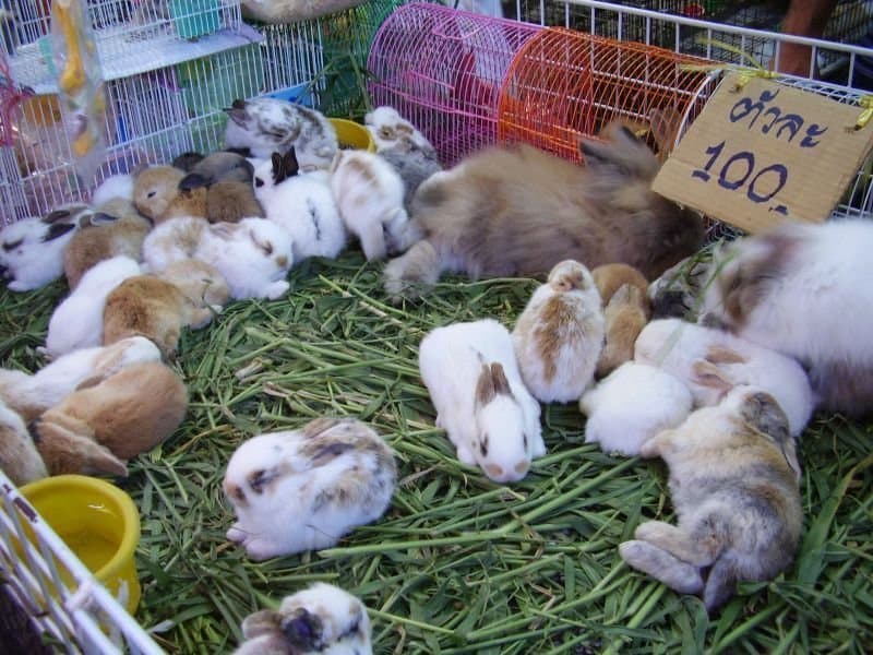 Chatuchak Market Alışveriş, Chatuchak pazarı