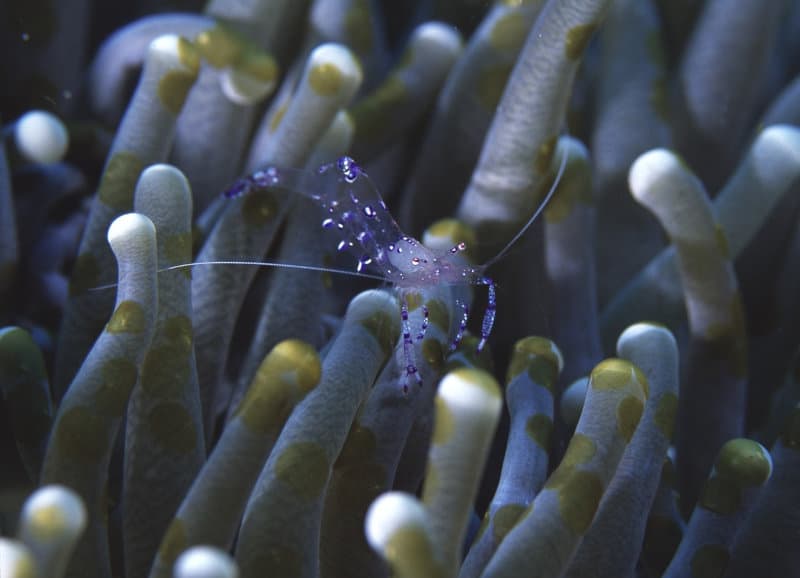 similan adaları, tayland denizaltı dalış, scuba dalış, tatil, gezi