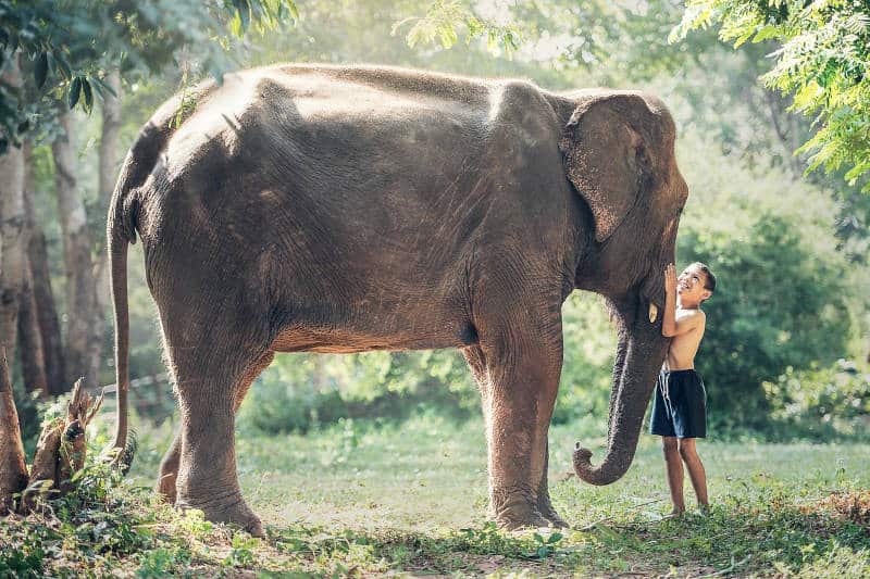 tayland fil, turistik aktiviteler
