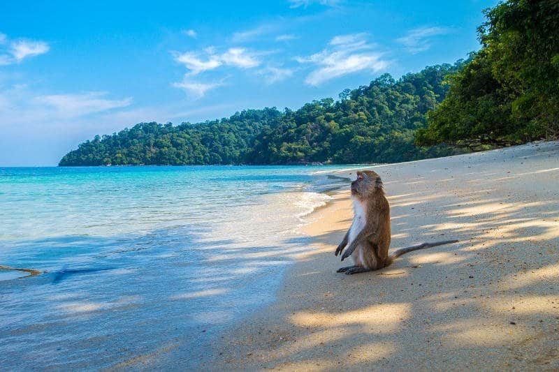 Maymun adası, tayland, ko lipe, ko dong, monkey island